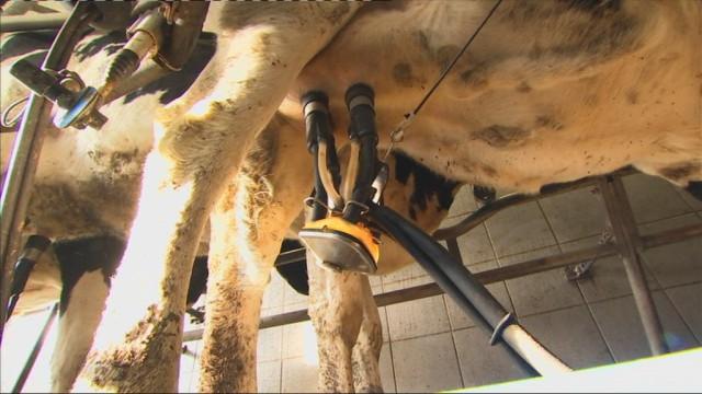 Le crowdfunding pour aider un producteur laitier à se diversifier