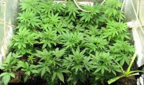 Une culture de 400 plants de cannabis mise au jour à Seraing