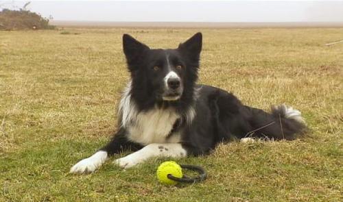 Deux Lincentois et leurs border collies aux Mondiaux d'obédience
