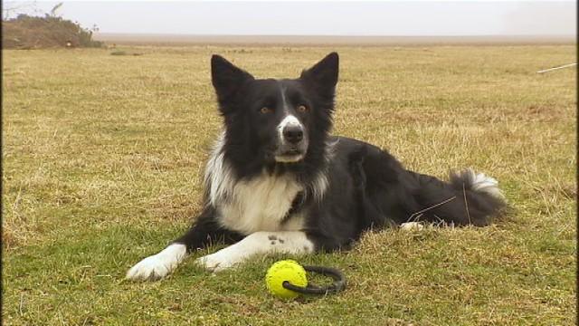 Deux Lincentois et leurs border collies aux Mondiaux d'obédience
