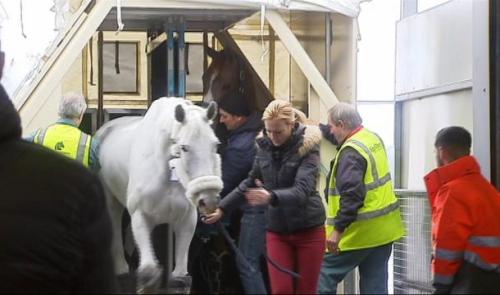 Retour d'Abu Dhabi pour ces chevaux au Horse Inn de Liège Airport