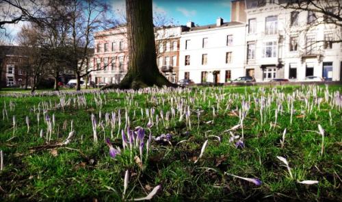Tapis de crocus au Jardin Botanique