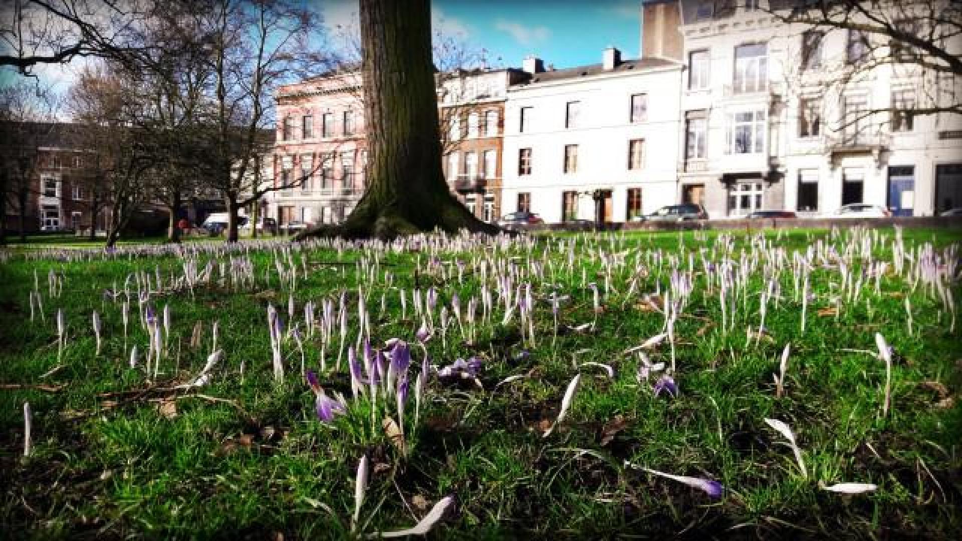 Tapis de crocus au Jardin Botanique