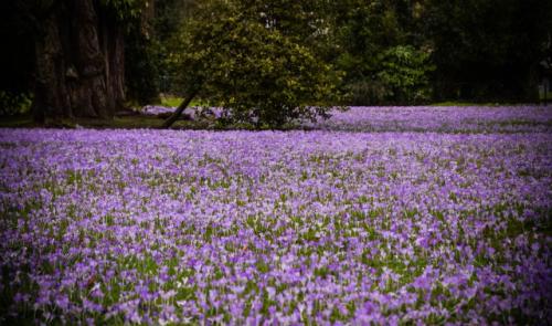 Magnifique tapis de crocus au jardin botanique de Liège (photos)