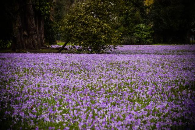 Magnifique tapis de crocus au jardin botanique de Liège (photos)