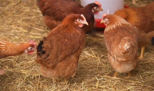 Grippe aviaire : levée partielle des mesures de confinement