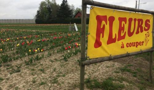 Hognoul : on lui vole les fleurs en libre service