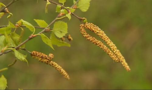 Printemps : le retour des allergies