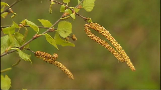 Printemps : le retour des allergies