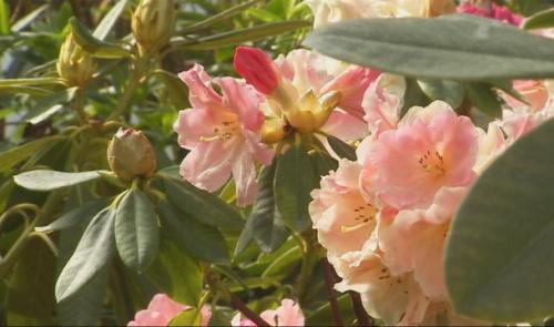 Production de rhododendrons, azalées et kalmias