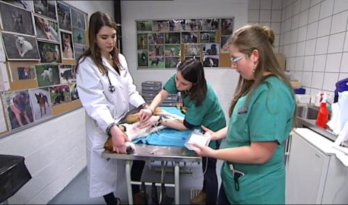 Recherchés : des donneurs de sang...à quatre pattes !