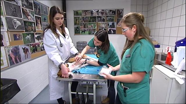 Recherchés : des donneurs de sang...à quatre pattes !
