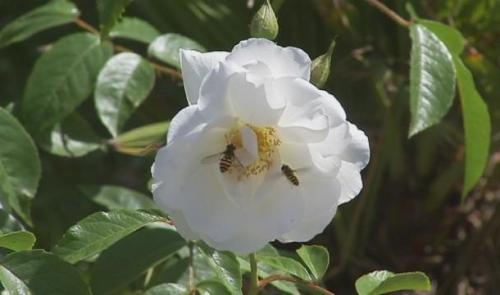 Fête des plantes et de la gourmandise au Château de Harzé 