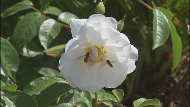 Fête des plantes et de la gourmandise au Château de Harzé 