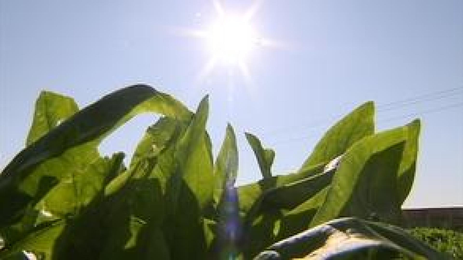 Les tendances prédisent un été plus chaud et plus sec que la moyenne