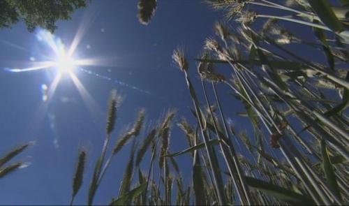 Sécheresse : une catastrophe pour le monde agricole 