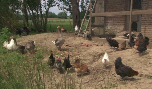 Nouveau cas de grippe aviaire dans la Basse Meuse