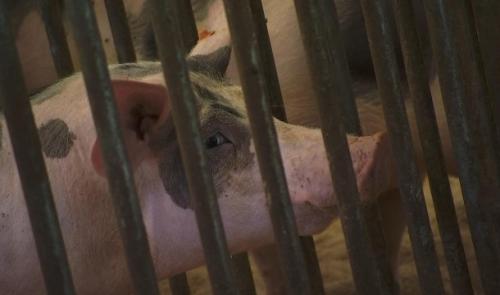 Elevage wallon : il faut sauver le porc Piétrain