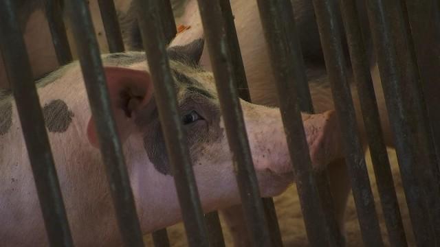 Elevage wallon : il faut sauver le porc Piétrain