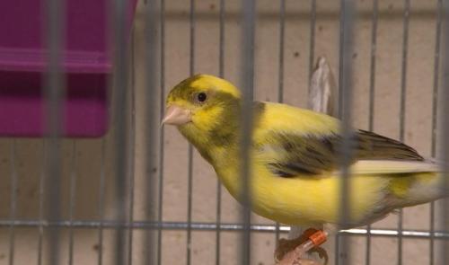Quand la testostérone influence le chant des canaris, mais pas seulement
