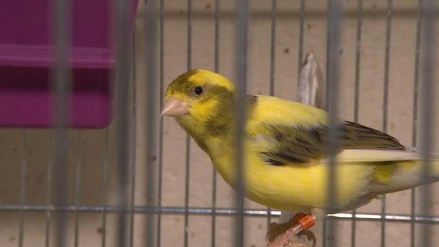 Quand la testostérone influence le chant des canaris, mais pas seulement