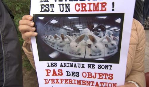 Ils manifestent contre l'expérimentation animale