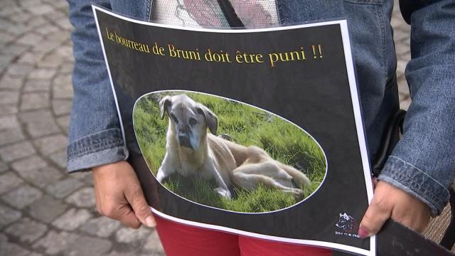 Suspension du prononcé pour le propriétaire de Bruni le labrador 