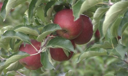 Mauvaise année pour les pommes et les poires