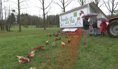 Sprimont : un poulailler mobile accueillant 200 poules