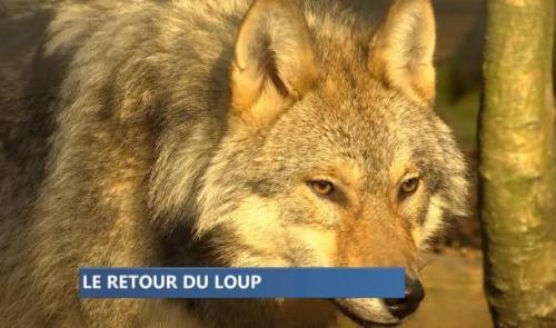 Le loup est en Belgique, bientôt en Wallonie 