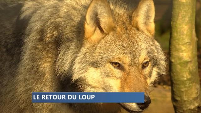 Le loup est en Belgique, bientôt en Wallonie 
