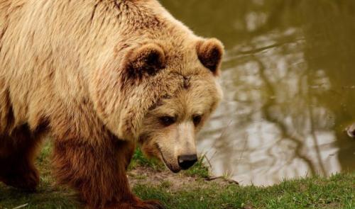 Un poisson et des ours en liberté à la Boverie