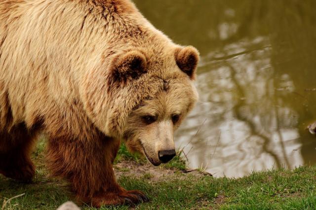 Un poisson et des ours en liberté à la Boverie