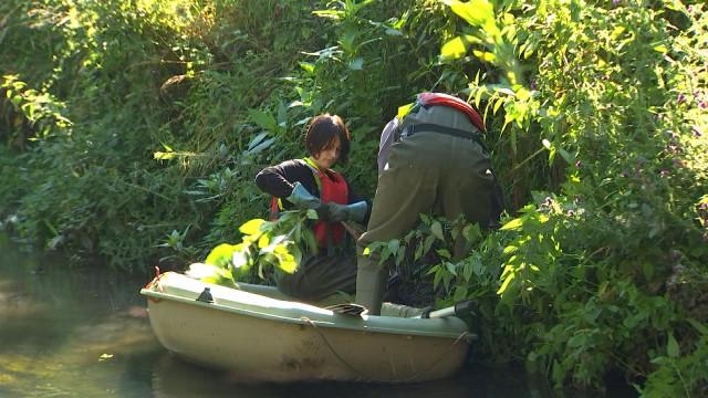 Geer : la barque, pour arracher la balsamine de l'Himalaya 