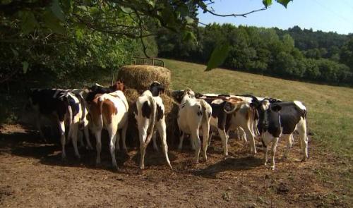 Village gaulois, un bilan mitigé cette année 