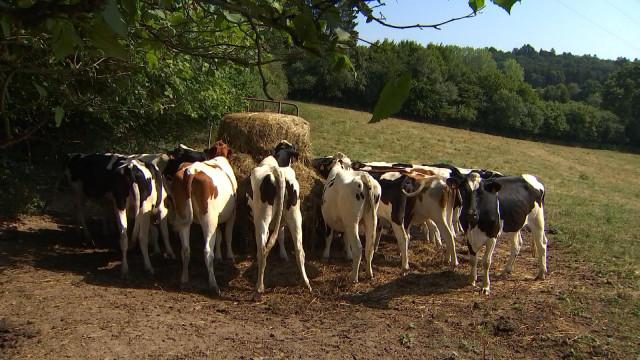 Village gaulois, un bilan mitigé cette année 