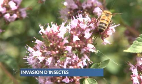 Vague de chaleur: les insectes prolifèrent