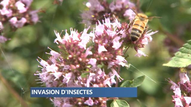 Vague de chaleur: les insectes prolifèrent