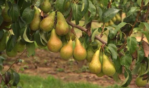 La récolte des poires, précoce pour cause de sècheresse