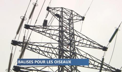 Protection des oiseaux : des balises sur les câbles électriques