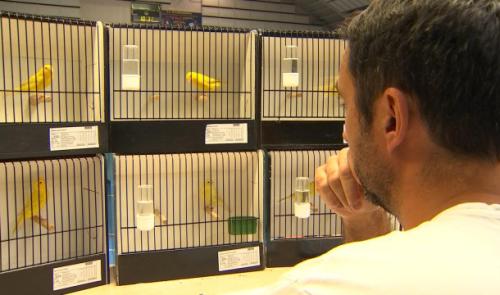 Les plus beaux canaris de couleurs à Waremme