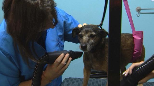 Des toiletteuses bénévoles pour les animaux des personnes précarisées