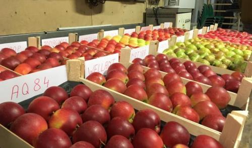 Wallonie : soutenir la filière horticole comestible 
