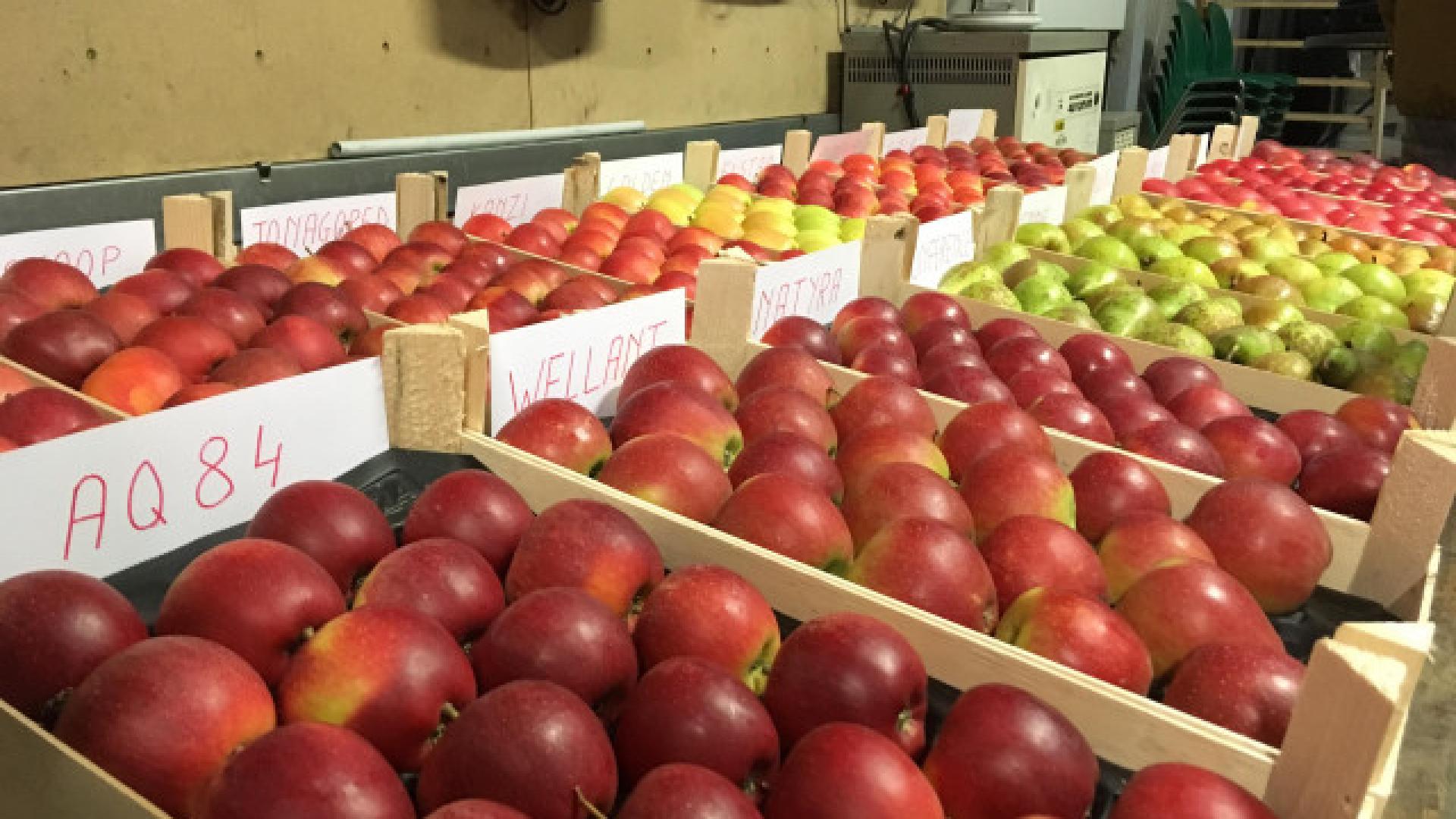 Wallonie : soutenir la filière horticole comestible 