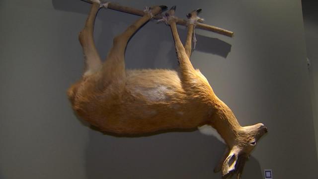 Le Préhistomuseum et l'archéologie de la gastronomie
