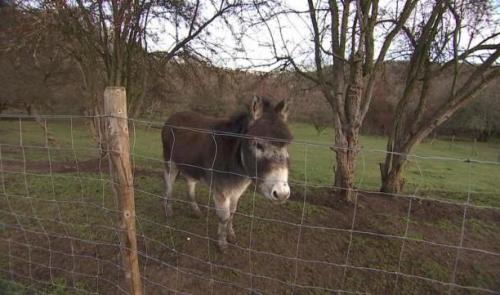 S.O.S pâture à La Ferme des enfants .
