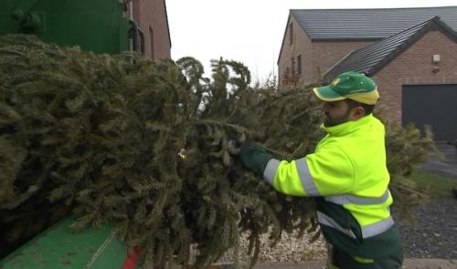 Traditionnel ramassage des sapins