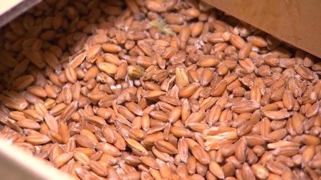 Hesbaye : des céréales pour faire du pain