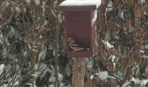 Relevé annuel des oiseaux de jardin, c'est ce week-end!