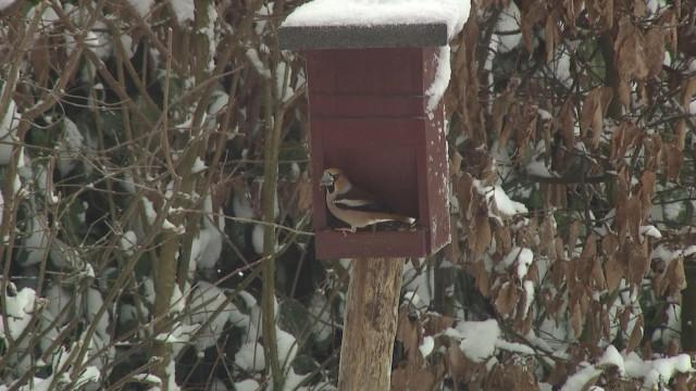 Relevé annuel des oiseaux de jardin, c'est ce week-end!